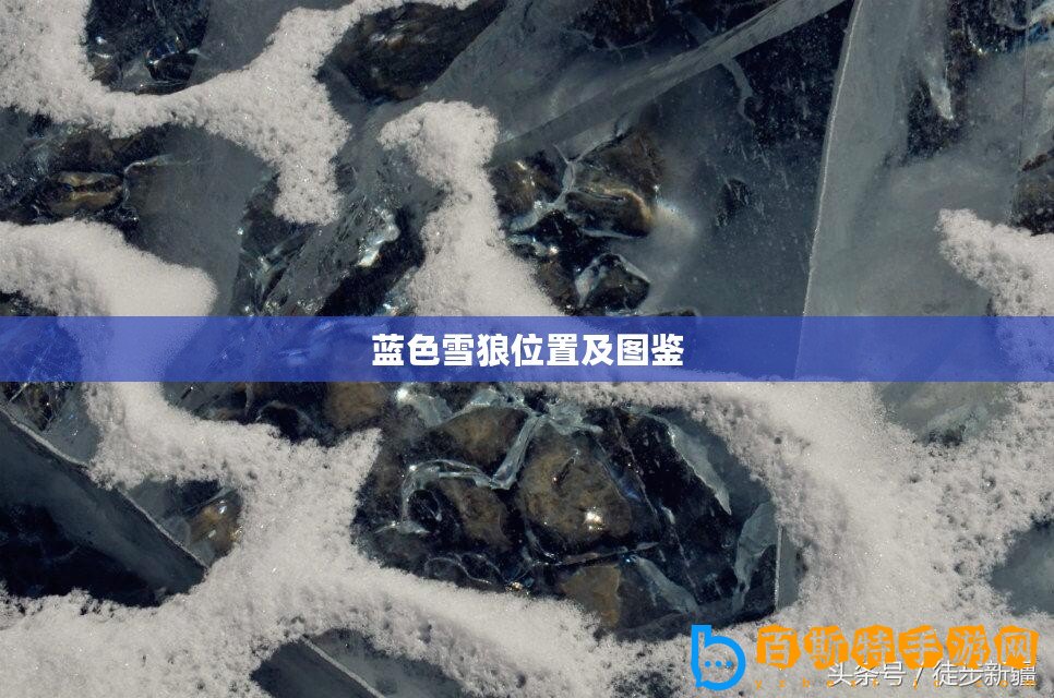 藍(lán)色雪狼位置及圖鑒