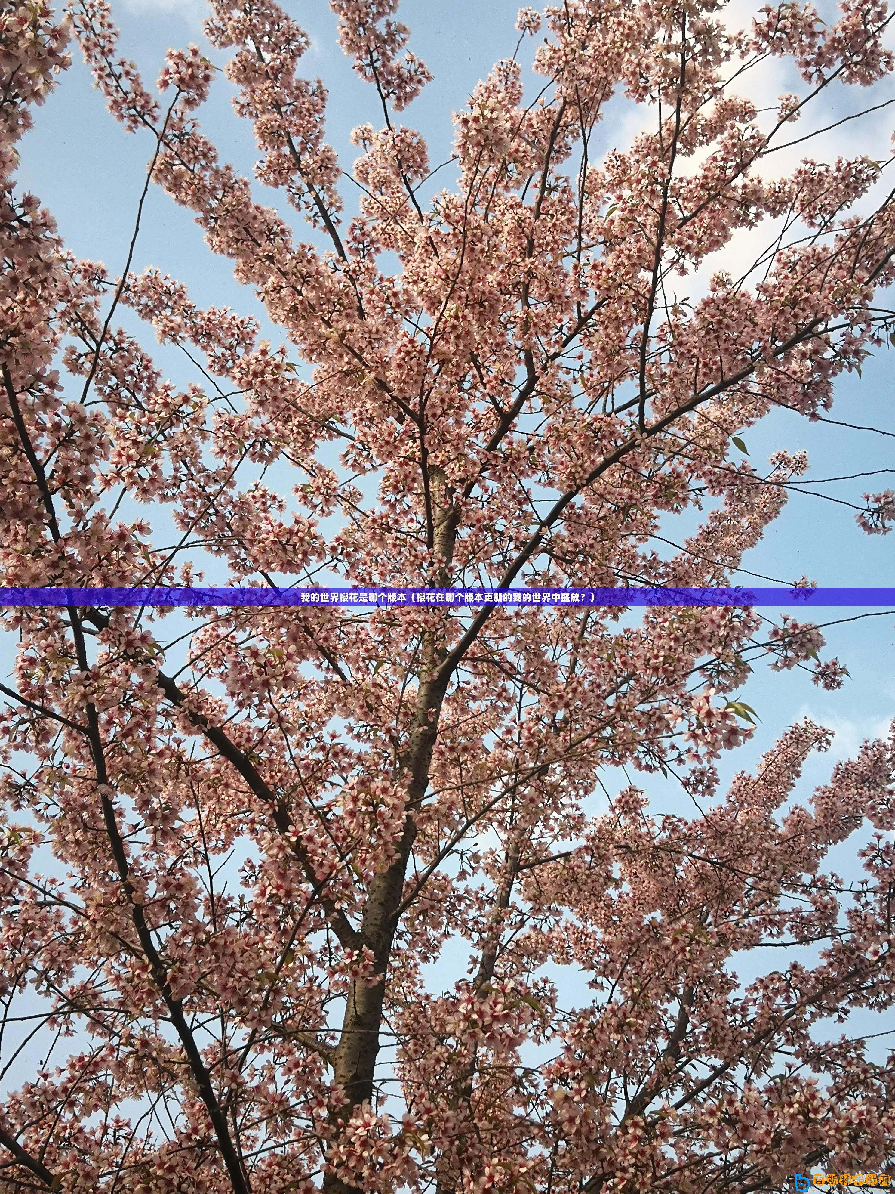 我的世界櫻花是哪個版本（櫻花在哪個版本更新的我的世界中盛放？）